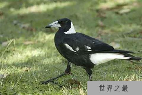 世界上最危险的10种鸟:黑背钟鹊