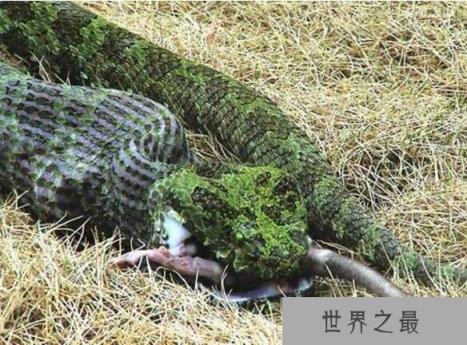 中国独有的莽山烙铁头蛇(价值百万)，全国就500条左右