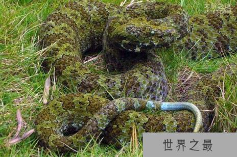 中国独有的莽山烙铁头蛇(价值百万)，全国就500条左右