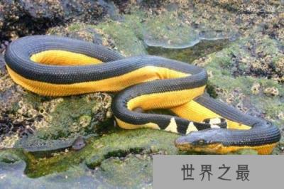 中国独有的莽山烙铁头蛇(价值百万)，全国就500条左右