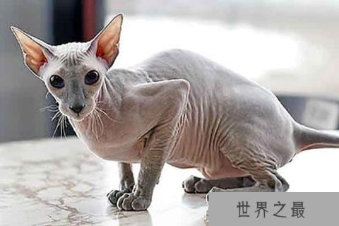 世界上最丑的猫