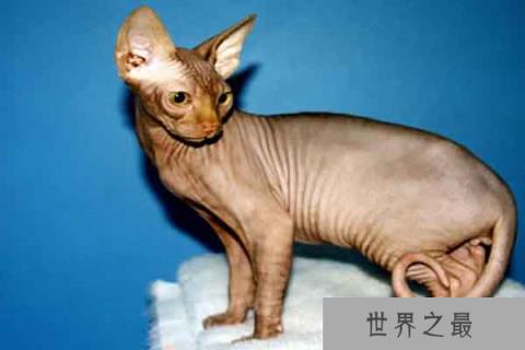 世界上最丑的猫