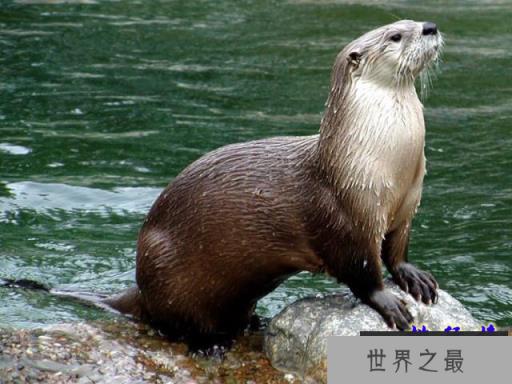 世界最聪明的十大动物排名 人人喊打的老鼠上榜