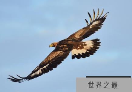 世界十大老鹰排名 最好看的老鹰上榜