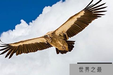 世界十大老鹰排名