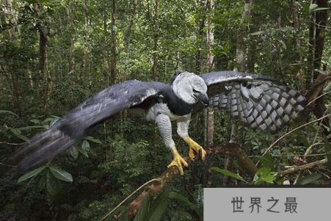 世界十大老鹰排名