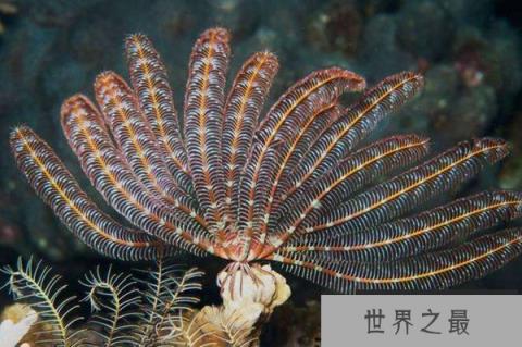 世界十大活化石动物 第一神似植物4.8亿年前已经出现