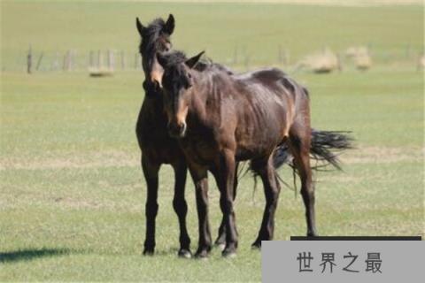 十大长跑耐力最强的动物 骡子上榜,第一绝对是无争议