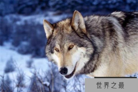 十大长跑耐力最强的动物 骡子上榜,第一绝对是无争议