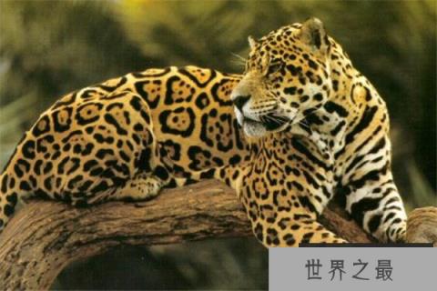 十大长跑耐力最强的动物 骡子上榜,第一绝对是无争议