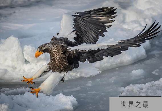 世界十大猛禽 食猿雕上榜,虎头海雕位列第一