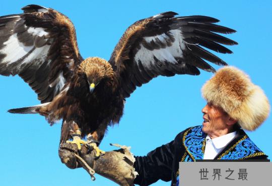 世界十大猛禽 食猿雕上榜,虎头海雕位列第一