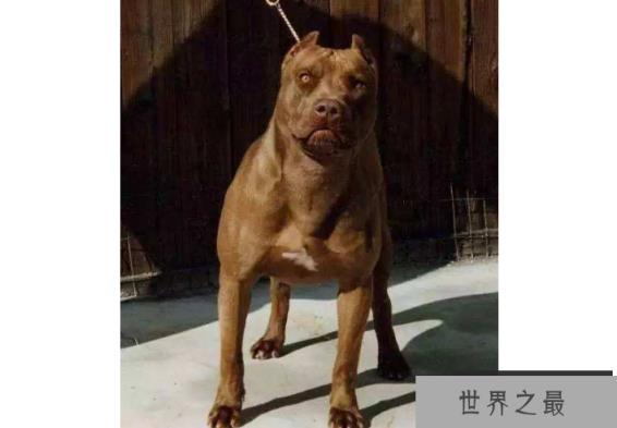 世界十大强悍的狗狗 藏獒仅列第五，第一外号战神