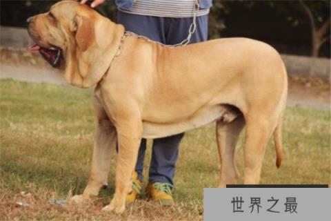 世界十大凶犬最新排名 第七被称为杀人犬,建议最好别养