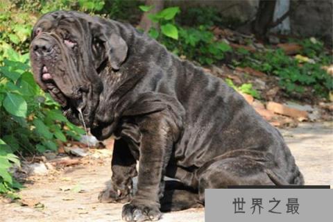 世界十大凶犬最新排名 第七被称为杀人犬,建议最好别养