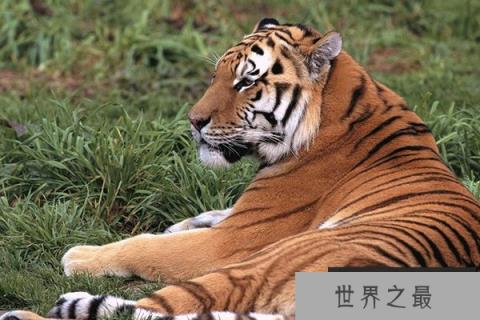 世界十大禁养猫科动物:第8名居然这么萌 第一送给你也不敢养