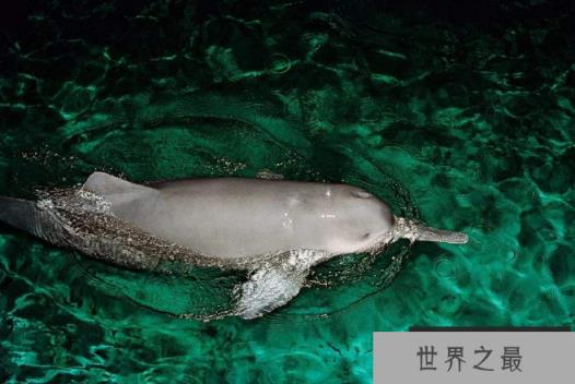 世界已经灭绝的十大可爱动物 这些物种,你认识几个