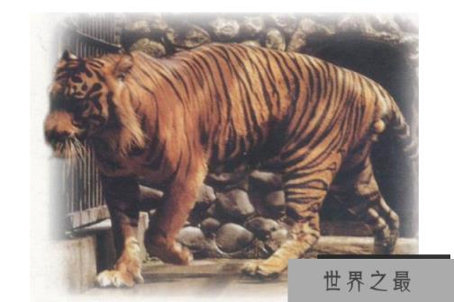 世界已经灭绝的十大可爱动物 这些物种,你认识几个