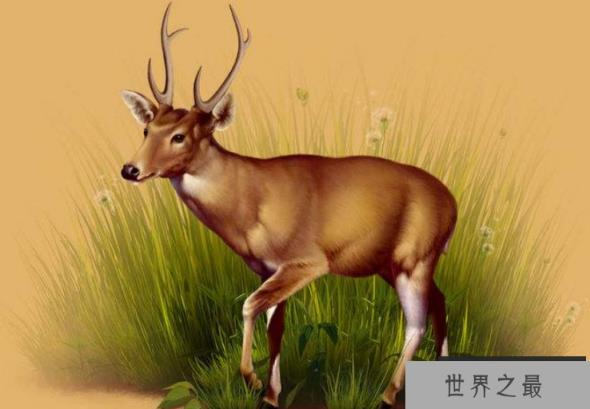 世界已经灭绝的十大可爱动物 这些物种,你认识几个