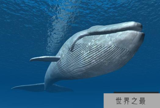 世界十大重型动物 蓝鲸位列榜首,体重180吨以上