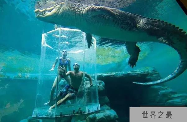 世界十大巨型鳄鱼 湾鳄体重超1600公斤,曾吞食上千日军