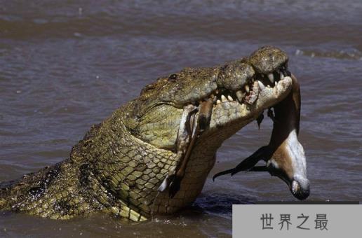 世界十大巨型鳄鱼 湾鳄体重超1600公斤,曾吞食上千日军