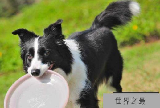 世界最聪明的十大名犬 贵宾排第二，拉布拉多仅第七