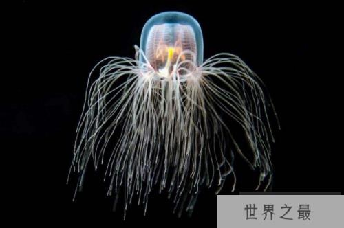 世界十大最长寿的动物 第一名违背自然规律，能够永生不死