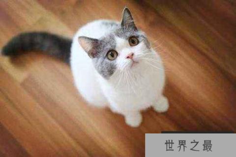 世界十大最适合新手养的猫 中国狸花猫独立性很强