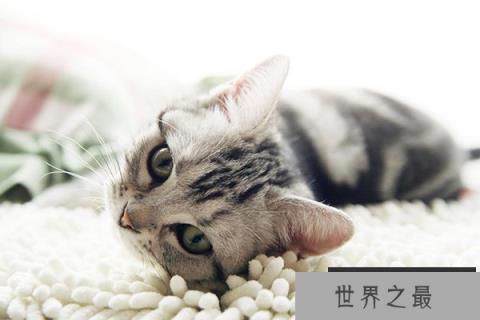 世界十大最适合新手养的猫 中国狸花猫独立性很强