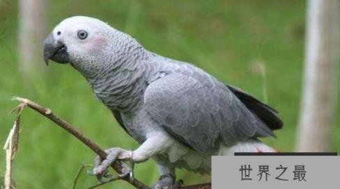 世界上最聪明的鹦鹉：非洲鹦鹉亚历克斯，会计算6以内加法