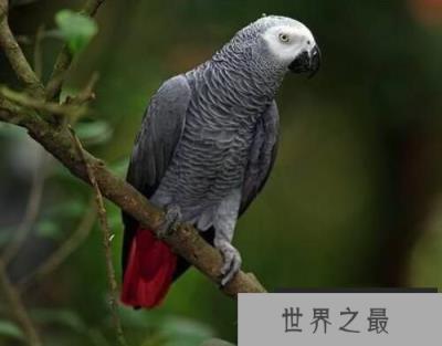 世界上最聪明的鹦鹉：非洲鹦鹉亚历克斯，会计算6以内加法