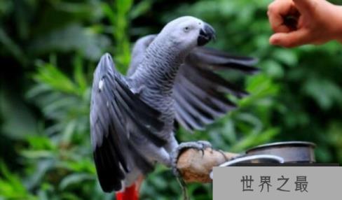 世界上最聪明的鹦鹉：非洲鹦鹉亚历克斯，会计算6以内加法
