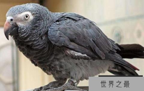世界上最聪明的鹦鹉：非洲鹦鹉亚历克斯，会计算6以内加法