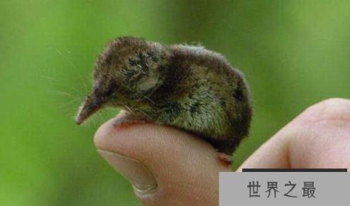 世界上最小的哺乳动物：鼩鼱，体长仅4厘米，体重只有3克