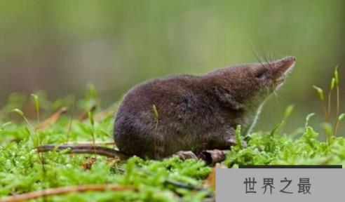 世界上最小的哺乳动物：鼩鼱，体长仅4厘米，体重只有3克