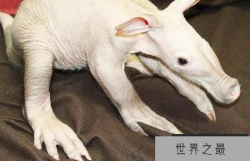 世界上最可怕的生物：婴儿食蚁兽，长相丑陋的奇特物种