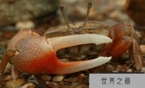 世界上最会变色的螃蟹：招潮蟹，体色一日8变(螃蟹中的变色龙)
