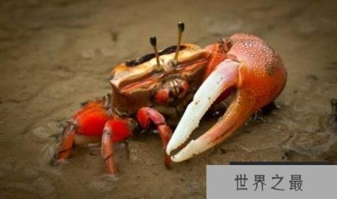世界上最会变色的螃蟹：招潮蟹，体色一日8变(螃蟹中的变色龙)