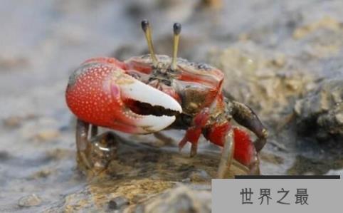 世界上最会变色的螃蟹：招潮蟹，体色一日8变(螃蟹中的变色龙)