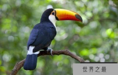 世界上嘴巴最大的鸟：巨嘴鸟，嘴巴最长30厘米(占身长一半)