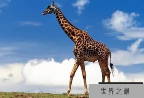 世界上最大最高的长颈鹿：身高6米，太高了找不到对象