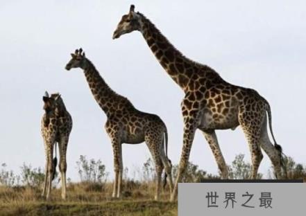 世界上最大最高的长颈鹿：身高6米，太高了找不到对象