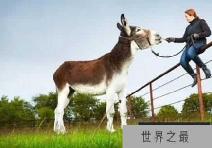 世界上最高最大的驴：罗穆卢斯，身高1.73米(驴子中的大高个)