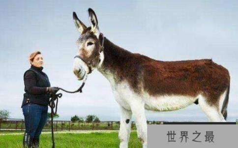 世界上最高最大的驴：罗穆卢斯，身高1.73米(驴子中的大高个)