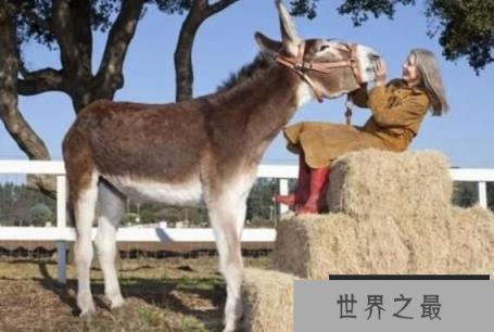 世界上最高最大的驴：罗穆卢斯，身高1.73米(驴子中的大高个)
