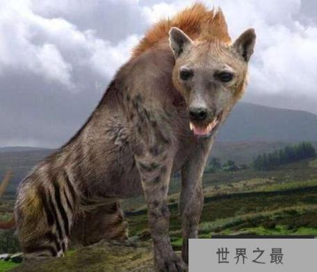 史上最庞大的狗：巨鬣狗，体长2.5米，体型与成年棕熊相当