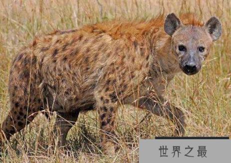 史上最庞大的狗：巨鬣狗，体长2.5米，体型与成年棕熊相当