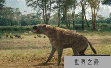 史上最庞大的狗：巨鬣狗，体长2.5米，体型与成年棕熊相当