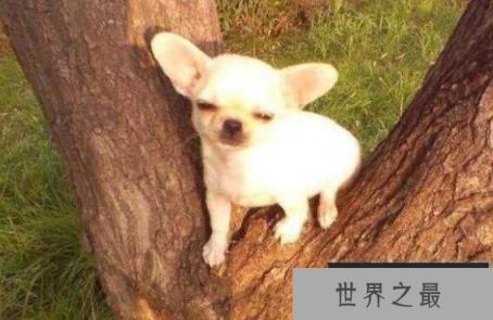 世界上最小的狗：斯库特，体长仅7.62厘米，体重仅400克